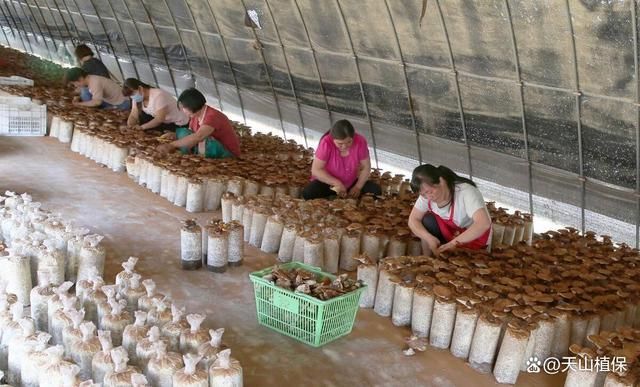 么项目的风险系数没那么高pg麻将胡了农业种植选什(图1) 么项目的风险系数没那么高pg麻将胡了农业种植选什(图1)