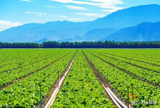 么项目的风险系数没那么高pg麻将胡了农业种植选什(图2) 么项目的风险系数没那么高pg麻将胡了农业种植选什(图2)