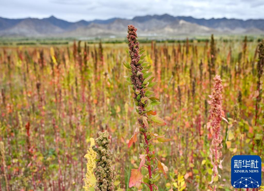 content麻将胡了a(图10) content麻将胡了a(图10)