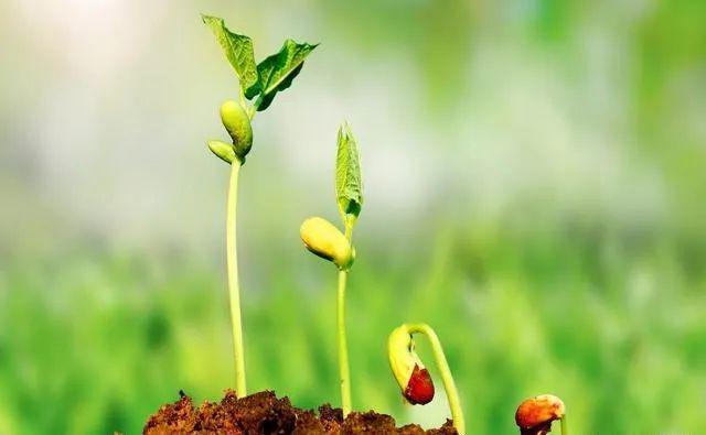 ”背后原因没有想象的那么不堪……麻将胡了试玩平台种子“不得留种(图2) ”背后原因没有想象的那么不堪……麻将胡了试玩平台种子“不得留种(图2)