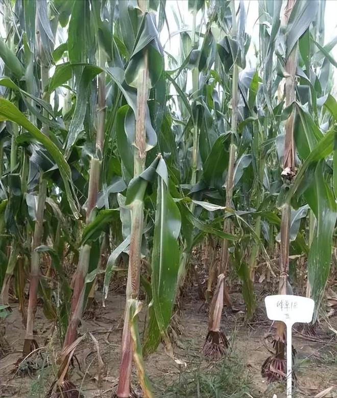 23年在河北去世农民家发现“鸡跳脚”PG麻将胡了网站入口曾差点消失！20(图1)