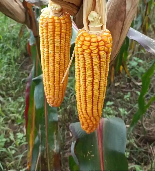 23年在河北去世农民家发现“鸡跳脚”PG麻将胡了网站入口曾差点消失！20(图4)