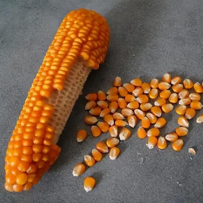 23年在河北去世农民家发现“鸡跳脚”PG麻将胡了网站入口曾差点消失！20(图6)