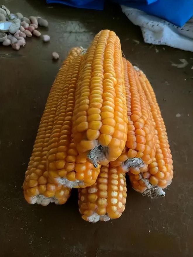 23年在河北去世农民家发现“鸡跳脚”PG麻将胡了网站入口曾差点消失！20(图9)