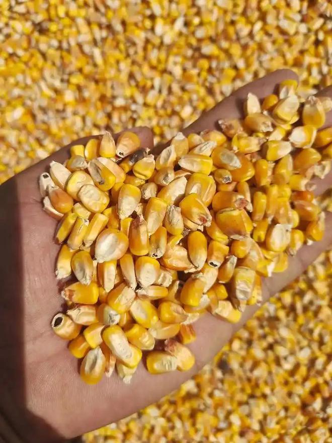 23年在河北去世农民家发现“鸡跳脚”PG麻将胡了网站入口曾差点消失！20(图12)