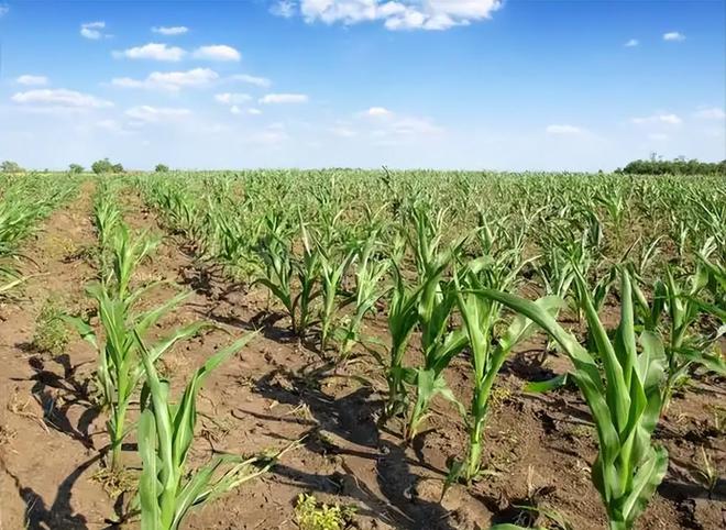 23年在河北去世农民家发现“鸡跳脚”PG麻将胡了网站入口曾差点消失！20(图13)