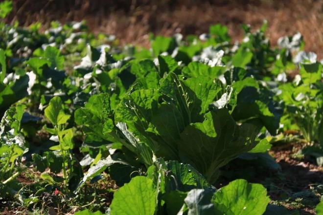 ！营养师提醒：多吃这个“抗炎彩虹组合”！PG电子麻将胡了2试玩吃对了能帮身体抗炎